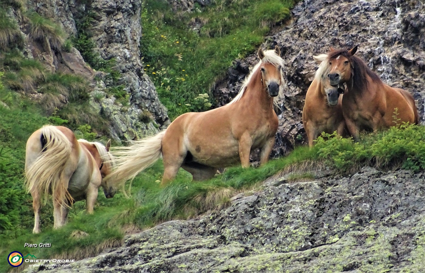 20 Cavalli al pascolo in Val d'inferno su roccione erboso.JPG